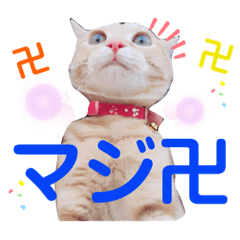 [LINEスタンプ] チャラ猫