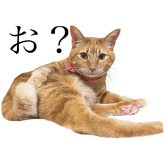 [LINEスタンプ] 猫のかわいいスタンプ