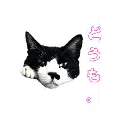 [LINEスタンプ] 仙太郎と愉快な仲間たち