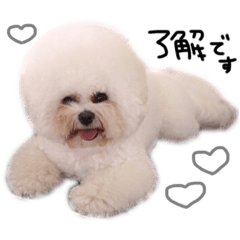 [LINEスタンプ] ビションフリーゼ 。