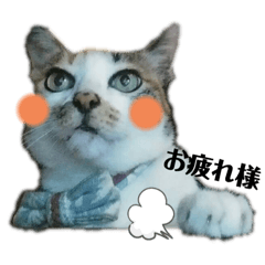 [LINEスタンプ] ねこのウリ2