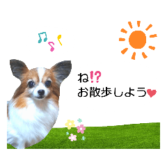[LINEスタンプ] パピヨン犬の使えるスタンプ2