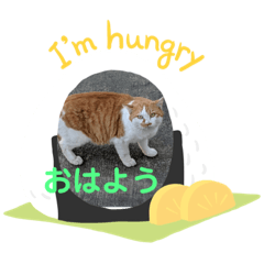 お父さん猫のひとこと