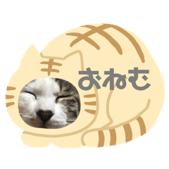 [LINEスタンプ] 白キジトラのウルちゃん