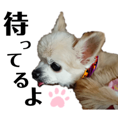 [LINEスタンプ] 我が家の子供たち2019