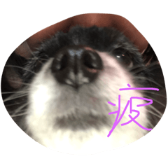 [LINEスタンプ] 愛しのぶんちゃん2