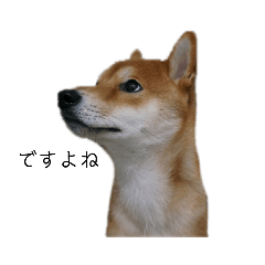 [LINEスタンプ] 従順な柴犬