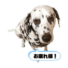 [LINEスタンプ] ゾロ×サボ