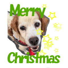 [LINEスタンプ] 保護犬よりクリスマスと新年のご挨拶の画像（メイン）