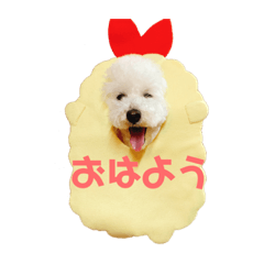 [LINEスタンプ] トイプードル 白(ゆず)