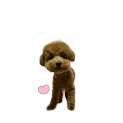 [LINEスタンプ] 茶々くんスタンプ1