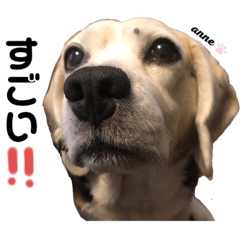 [LINEスタンプ] ビーグル犬❤︎あんちゃんの日常3❤︎の画像（メイン）