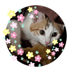 [LINEスタンプ] きゅん！
