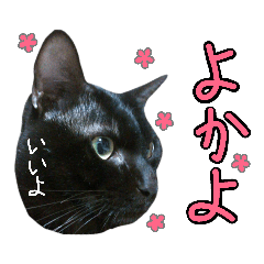 [LINEスタンプ] 黒猫のクロス(熊本弁ver.改)