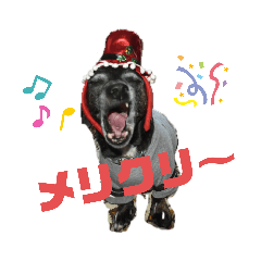 [LINEスタンプ] ミックス犬のオキとぐん