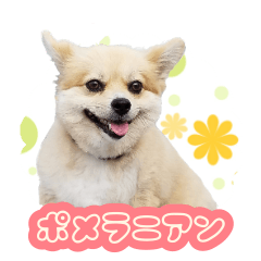 [LINEスタンプ] 犬 (ポメラニアン／茶色)