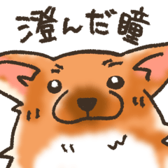 [LINEスタンプ] 雑種犬きゃめたろー