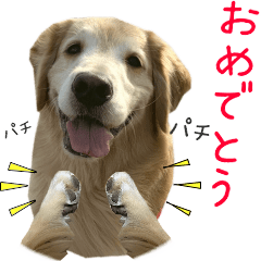 [LINEスタンプ] 動く！ゴールデンレトリバーのカリブ君3