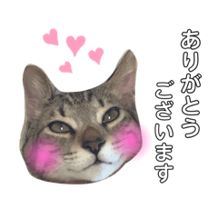 [LINEスタンプ] 我が家のにゃん ず