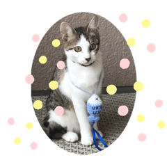[LINEスタンプ] 白キジトラのウルちゃんNO3