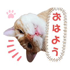 [LINEスタンプ] ニャンズ10