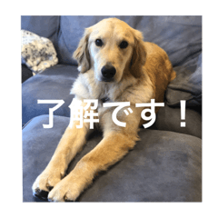 [LINEスタンプ] ゴールデンレトリバー【成犬編】