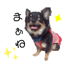 [LINEスタンプ] チワワのピロちゃん②