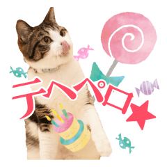 かわいいリアル猫スタンプ[PastelPop]