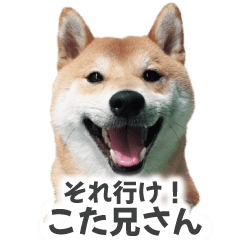 [LINEスタンプ] それいけ！こた兄さん