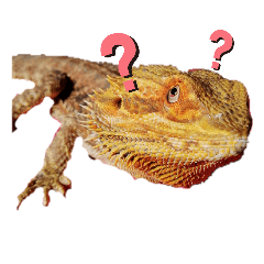 [LINEスタンプ] うちの爬虫たち