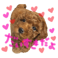 [LINEスタンプ] プードル＊ひな