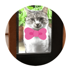 [LINEスタンプ] さばとら猫カリーノちゃん