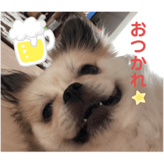 [LINEスタンプ] 犬のゆきちくん