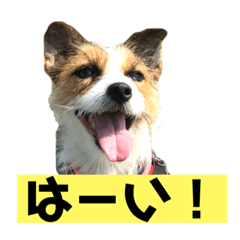 [LINEスタンプ] 目ヂカラ・あにこの毎日