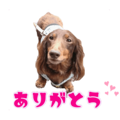 [LINEスタンプ] リクさんのご挨拶
