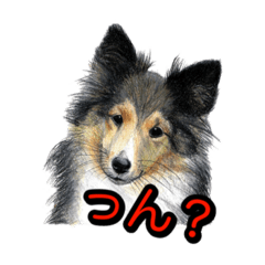 [LINEスタンプ] 犬画スタンプ1