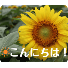 [LINEスタンプ] 優しい花たちのあいさつ