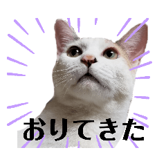[LINEスタンプ] アーユルキャット3