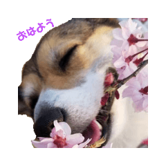 [LINEスタンプ] このたん一家