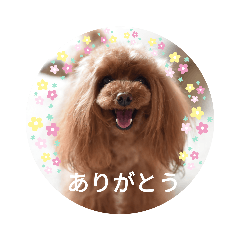 [LINEスタンプ] トイプーこはる