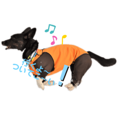 [LINEスタンプ] マイワン琴