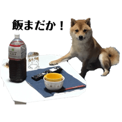 [LINEスタンプ] 豆柴こたろうスタンプ7
