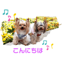 [LINEスタンプ] 可愛いヨーキー♡琴音＆璃愛華＆愛望③