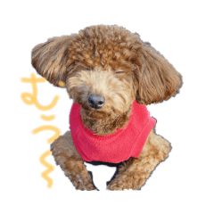 [LINEスタンプ] トイプードルの ここちゃん