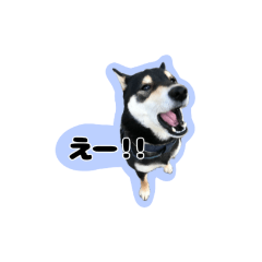 [LINEスタンプ] 猫と黒柴2