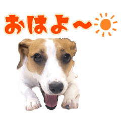 [LINEスタンプ] ポムといっしょ