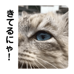 [LINEスタンプ] 使いやすいアイドルねこ