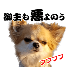 [LINEスタンプ] チワワのモモとスマ（使いやすい日常会話）