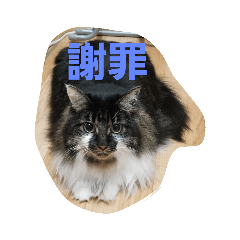 [LINEスタンプ] きょうのスタンプだよ
