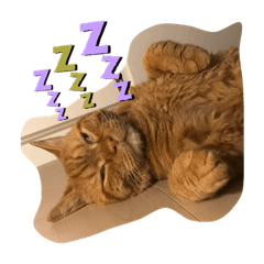 [LINEスタンプ] 茶トラ猫カンテ①